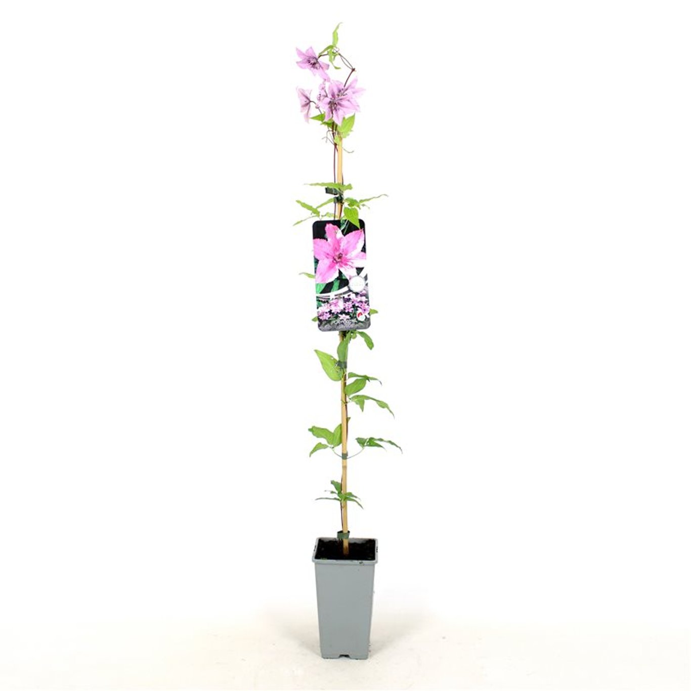 Klematis – Clematis 'Hagley Hybrid' - C2 80-100 CM Stick